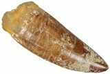 Serrated Carcharodontosaurus Tooth - Giant Dinosaur Tooth #322007-1